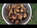 Download Lagu Yacon and Oca - Harvesting and Initial Thoughts