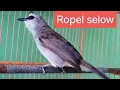 Download Lagu TRUCUKAN GACOR ROPEL SANTAI COCOK UNTUK MASTERAN BURUNG TRUCUK