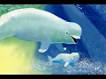 Baby Beluga