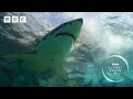 The INCREDIBLE moment seals chase away a great white shark Planet Earth III - BBC