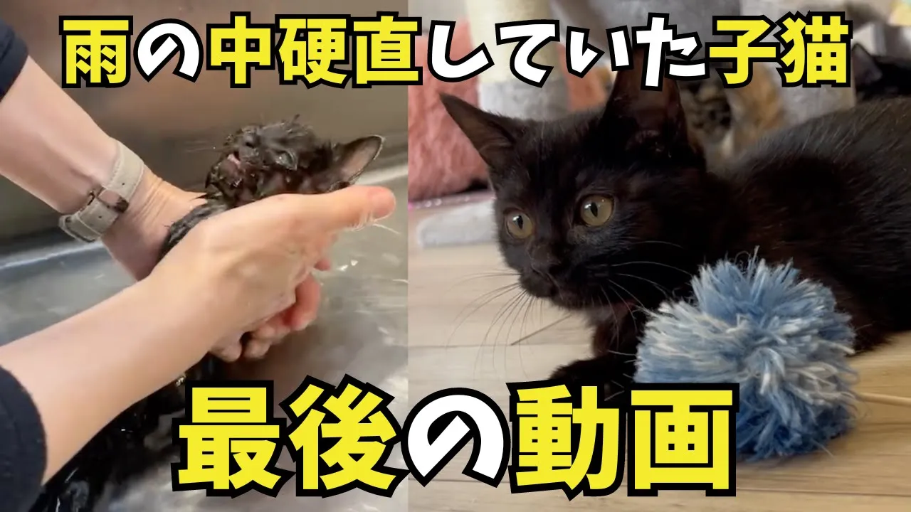 最終動画:硬直した状態で保護したいのりちゃん