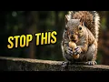 Stop Feeding Peanuts Before You Watch This