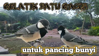 Download GELATIK BATU GACOR untuk pancing bunyi MP3