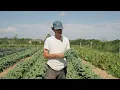 Como aumentar las ventas en el mercado de agricultores la preparacion del puesto y las ventas