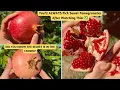 How to Pick Ripe Pomegranates Every time