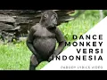 Download Lagu PALING LUCU | Dance Monkey  Versi Indonesia | Tones and I | PARODY | Lyrics | cover