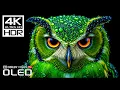 Download Lagu Most High Quality Dolby Vision 4K 120 FPS HDR Video