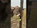 Download Lagu Hoe koeien meer melk kunnen produceren met deze tool!