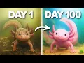 Download Lagu I Saved an Abandoned Axolotl...