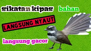 Download SUARA SIKATAN KIPAS GACOR SUARA ASLI MP3