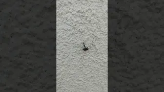 مصطفى مشاري راشد العفاسي Shortsvideo Shorts 