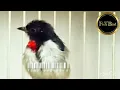 Download Lagu SUARA ASLI BURUNG CABAI GUNUNG | PENTIS KUMBANG GACOR | @fishandbird4910