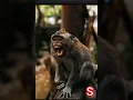Download Lagu Suara Monyet