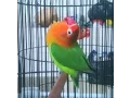 Download Lagu LOVE BIRD CEREWET NGEKEK PANJANG !!!Aksi Love Bird Latah