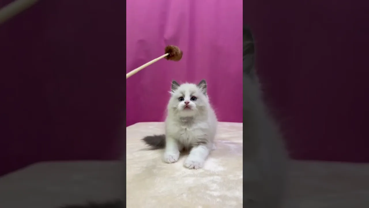 動画