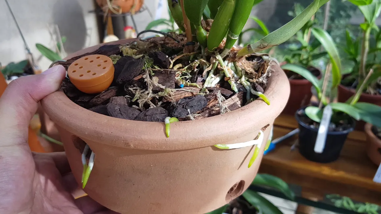 ORQUÍDEA FELIZ, CLIENTE SATISFEITO!