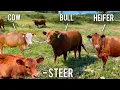 The Difference Between Bulls Cows Heifers and Steers