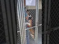 York nipped child and was taken to Glynn County Animal Services Understandably staff was nervous