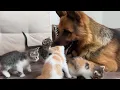 Download Lagu Honden die van hun kitten houden vanaf het moment dat ze hem ontmoeten ♥️