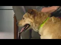 Idaho Today Today s adoptable pet with Idaho Humane Society