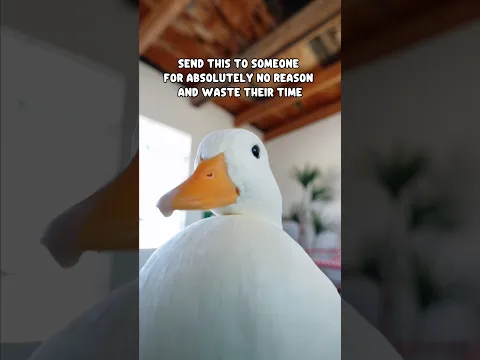 I like it move it move it #shorts #duck #dancing