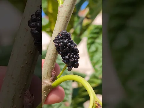 Шелковица на 18 октября. дополнение по саженцам #fruit