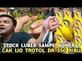 Download Lagu SPEK MEWAH HARGA LOAKAN ! MOZAMBIK GACOR 400 RIBU MURAI BATU KLEWER 650 RIBU PASAR BURUNG PRAMUKA 