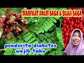 Download Lagu KHASIAT DAUN SAGA \u0026 MANFAAT BUAH SAGA YANG TAK DIKETAHUI BANYAK ORANG