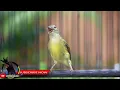 KOLIBRI BETINA GACOR MASTERAN HANDAL