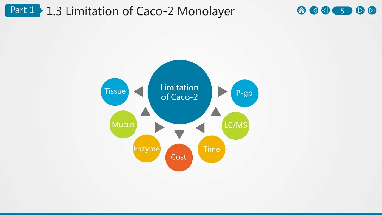 Caco 2 Cell Permeability Assay