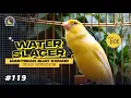 Download Lagu WATERSLAGER GACOR buat masteran kenari paud, Suaranya mewah dan bikin kenari mahal