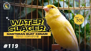 waterslager gacor buat masteran kenari paud suaranya mewah dan bikin kenari mahal