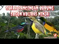 Download Lagu pancingan burung sogon kolibri || suara burung konin betina memanggil jantan