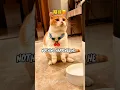 Lagu He Finally Get His food ððš #Shorts