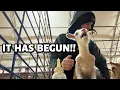 Lagu WINTER LAMBING HAS BEGUN!! ~ Vlogmas 2025