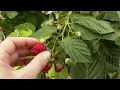 Pick your own produce at Westview Orchards on Live in the D