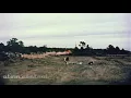 Cow vs. Underground nuclear test