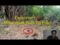Lagu Experimen‼️,Mikat Burung Ruak Ruak Menggunakan Pulut