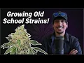 Growing 90s 2000s Strains Why Old School Strains Are Better