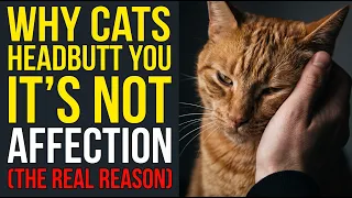 Why Cats Headbutt You It Has Nothing to Do With Affection