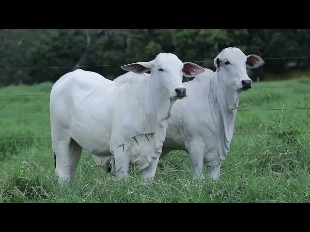 2 Novilhas Nelore P.O. 