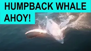 AMAZING sailing WHALE HUNT – watch to end – Ep 98