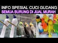 Download Lagu 🟡 INFO SPESIAL CUCI GUDANG SEMUA BURUNG DI JUAL MURAH KIOS LIAM EXOTIC BIRD DI PASAR BURUNG PRAMUKA