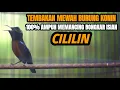 Lagu SUARA MASTERAN BURUNG KOLIBRI NINJA ISIAN CILILIN INI COCOK BUAT PANCINGAN KONIN BAHAN