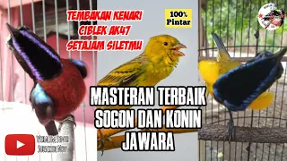 Download MASTERAN KONIN DAN SOGON NEMBAK KENARI DAN CIBLEK AK47 Terbaik  | Recomended Masteran 2021 MP3