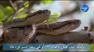 قصيدة لله في الآفاق آيات   أداء عبدالواحد المغربي دندنها