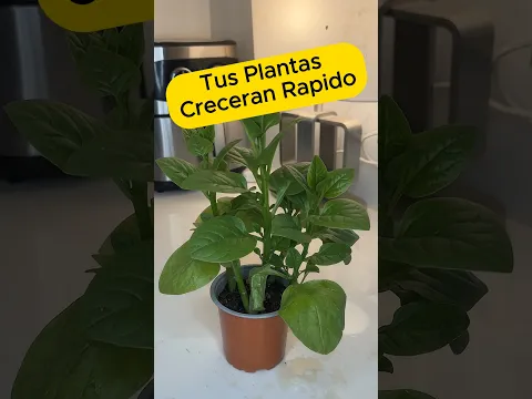 Haz crecer tus plantas Rápido con este tips casero