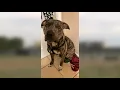 Kenner woman describes terrifying alligator attack that killed her dog