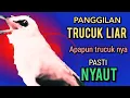 Lagu Panggilan trucuk  Alam liar  Trucuk GACOR NGROPEL PANJANG ‼️ Apapun trucuk nya PASTI NYAUT NGROPEL