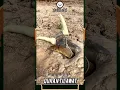 Download Lagu shorts Quran Tilawatshort quran tilawat with banglatranslation#short #shortvideo #shorts #shortsvide